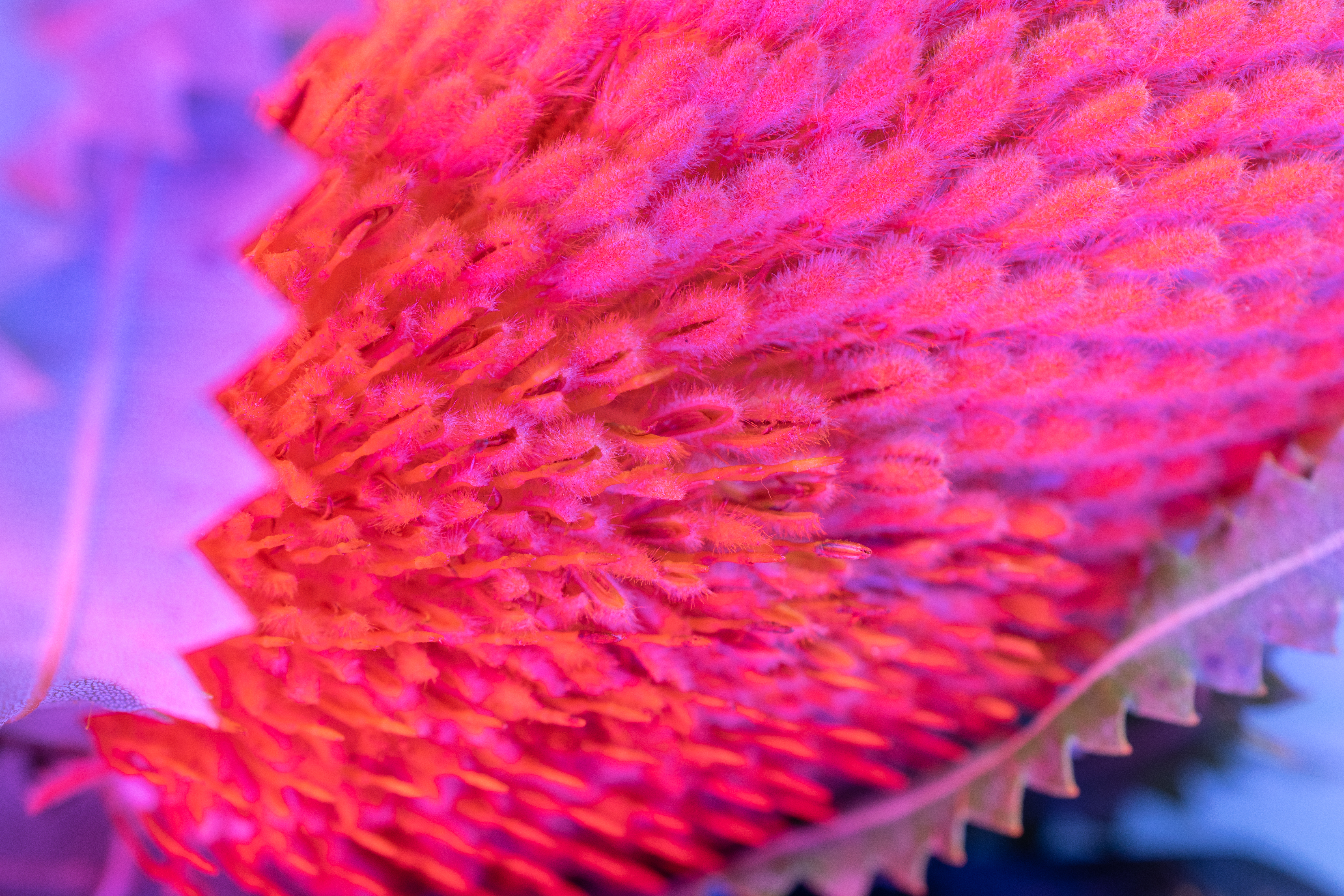 A macro photo of a orange banksia with blue lights